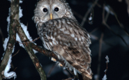Sonidos del búho