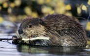 Sonidos emitidos por los castores