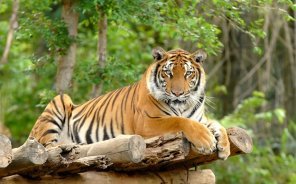 Los sonidos del tigre