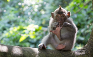 Sonidos de los monos