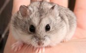 Sonidos de hámster