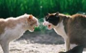 Sonidos de una pelea de gatos