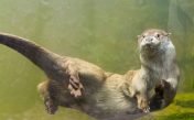 Sonidos de la nutria