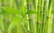 Sonidos del bambú