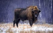 Los sonidos del bisonte