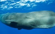 Sonidos del cachalote