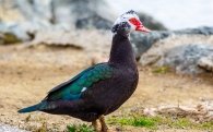 Sonidos del pato de Muscovy