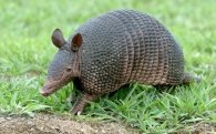 Sonidos del armadillo