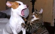 Sonidos de una pelea entre gato y perro