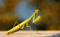 Sonidos de la mantis religiosa