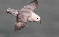 Sonidos del fulmar (ave)