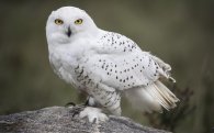 Los sonidos del búho nival